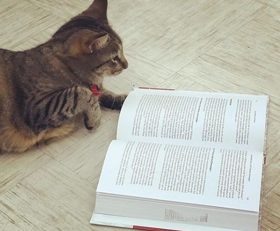 图书馆的虎斑猫露西强项卖萌的也能很认真工作(图2)