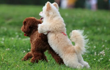 给犬修剪毛发要明白了以下几点知识 慌忙多收藏好！(图1)