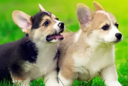 给犬修剪毛发要明白了以下几点知识 慌忙多收藏好！(图2)
