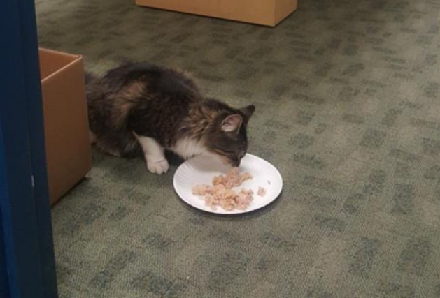 猫咪误闯快递箱 因尿渍被快递员发现 终回千里之外主人怀抱(图2)