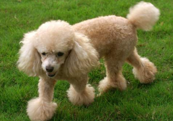 贵宾犬比较适合小孩养吗？来打听一下下具体详细的性格(图1)