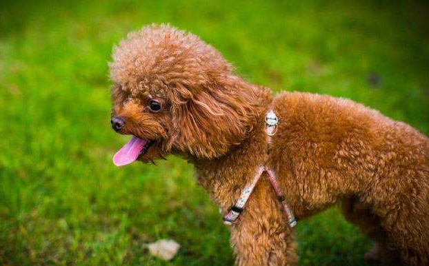 贵宾犬比较适合小孩养吗？来打听一下下具体详细的性格(图2)
