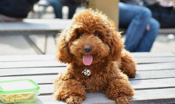 贵宾犬比较适合小孩养吗？来打听一下下具体详细的性格(图3)