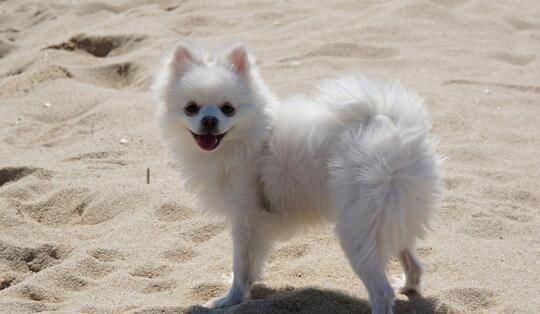 博美犬几个月结束换毛？都正常情况是这会儿开始(图1)