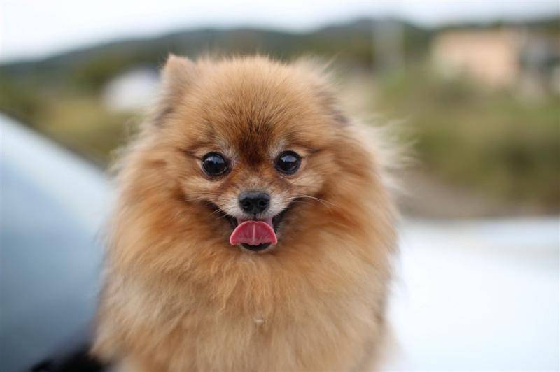 博美犬几个月结束换毛？都正常情况是这会儿开始(图2)