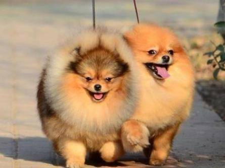 博美犬几个月结束换毛？都正常情况是这会儿开始(图3)
