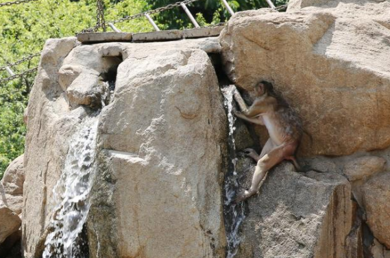 秦岭野生动物园：西安减弱高温大小熊猫花式炫技解暑(图5)