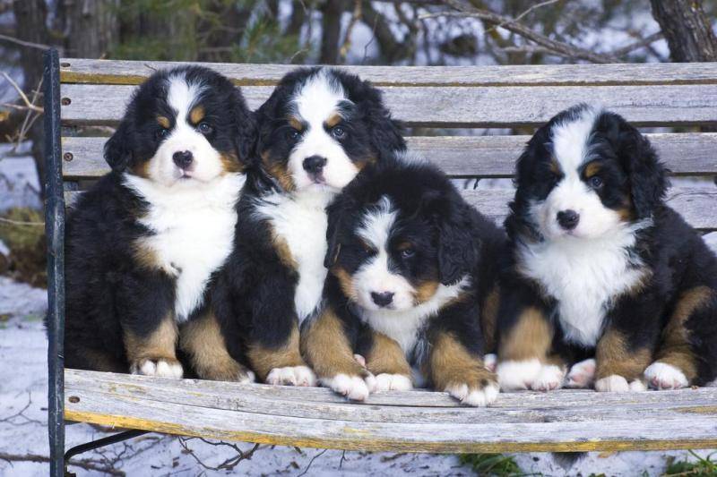 伯恩山犬掉毛严重吗？看你如何能梳顺(图2)