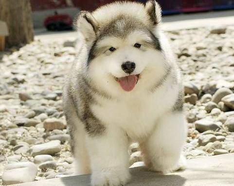 怎摸养阿拉斯加幼犬？方法是再细心加耐心(图1)