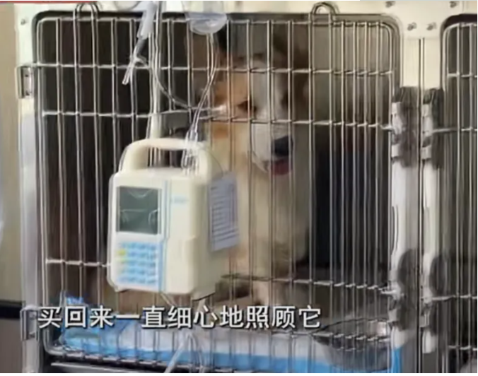 男室友帮忙养狗给狗喂猫粮 小狗瘦到皮包骨 女主人泪如雨下 (图1)