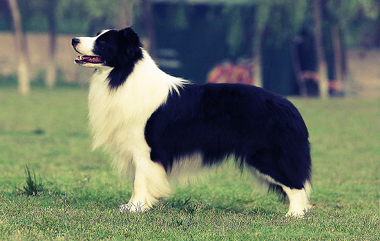 想知道蓝牛犬我想知道为什么贵？这篇文章给你答案(图2)