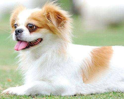 要如何训练蝴蝶犬？之福于合适的方法(图1)