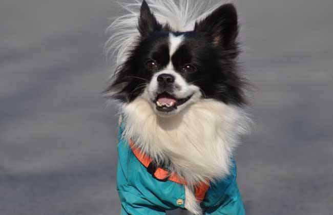 要如何训练蝴蝶犬？之福于合适的方法(图2)