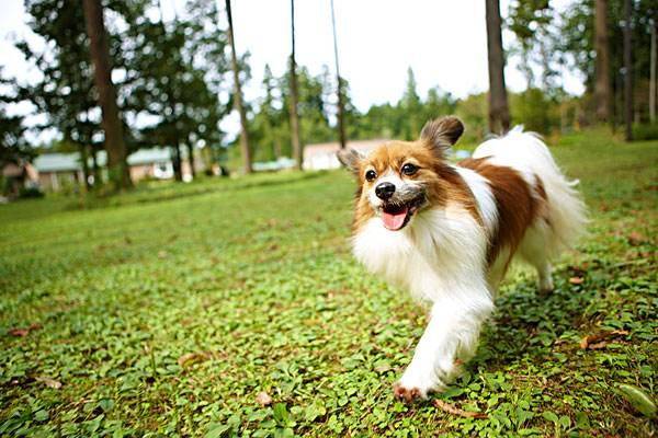 要如何训练蝴蝶犬？之福于合适的方法(图3)