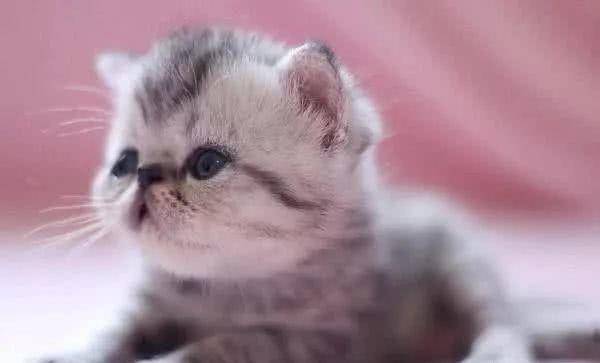 小奶猫弄不好掉进去虎窝 瞬间炸毛中强装很淡定：虎哥 我是你的弟弟(图2)