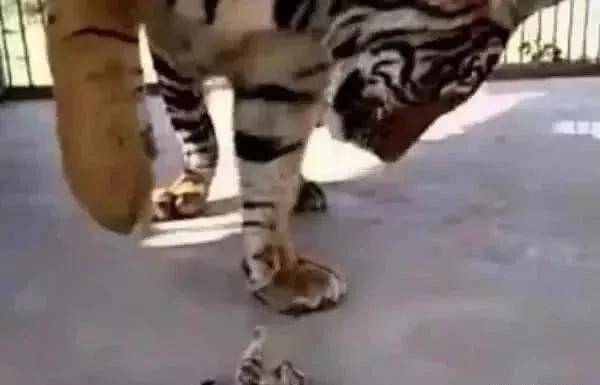 小奶猫弄不好掉进去虎窝 瞬间炸毛中强装很淡定：虎哥 我是你的弟弟(图4)