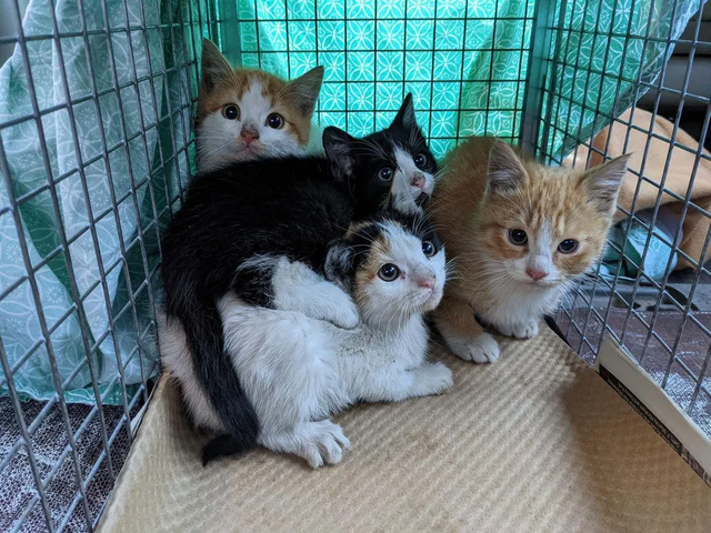 野性十足的橘猫弟弟 那一场病后 让其真身蓝月帝国了黏人的小天使(图1)