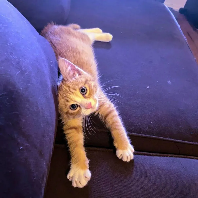 野性十足的橘猫弟弟 那一场病后 让其真身蓝月帝国了黏人的小天使(图2)