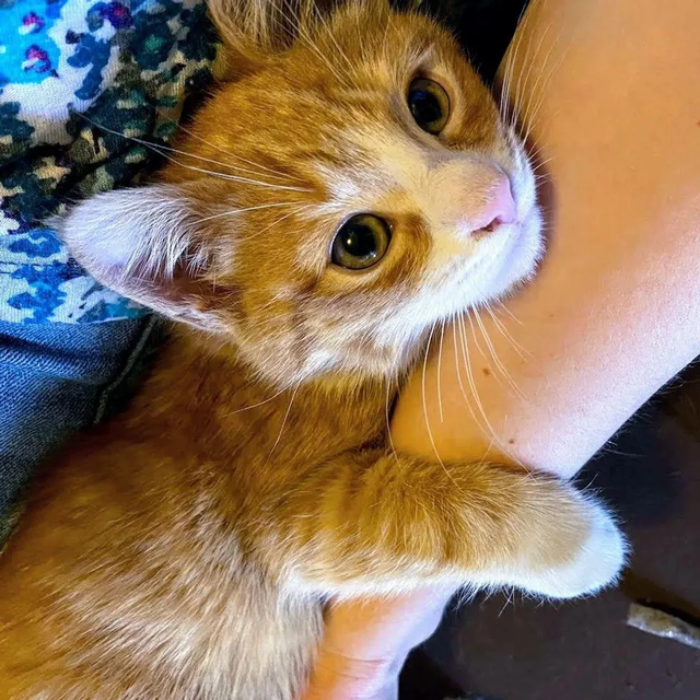 野性十足的橘猫弟弟 那一场病后 让其真身蓝月帝国了黏人的小天使(图3)