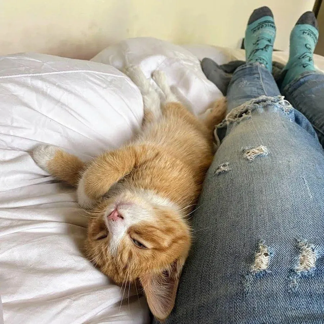 野性十足的橘猫弟弟 那一场病后 让其真身蓝月帝国了黏人的小天使(图5)