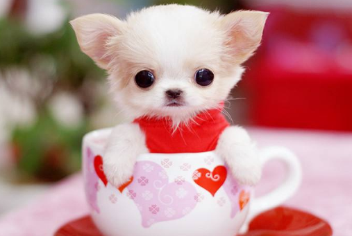 茶杯犬能长多大？比茶杯大一点吗(图1)