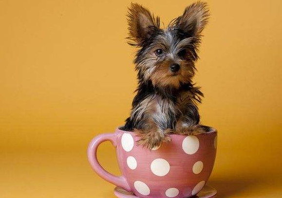 茶杯犬能长多大？比茶杯大一点吗(图3)