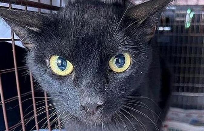 救下流浪吧小奶猫真不够,她花一年时间,终于成功把猫妈妈也能找到了(图2)