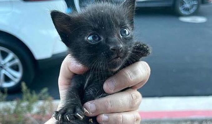 救下流浪吧小奶猫真不够,她花一年时间,终于成功把猫妈妈也能找到了(图3)