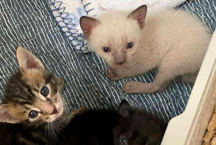救下流浪吧小奶猫真不够,她花一年时间,终于成功把猫妈妈也能找到了(图4)