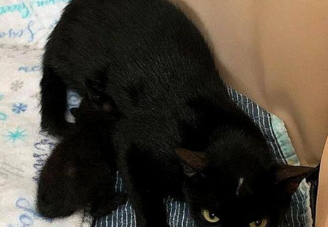 救下流浪吧小奶猫真不够,她花一年时间,终于成功把猫妈妈也能找到了(图5)