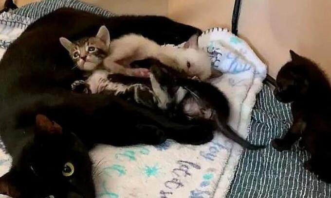 救下流浪吧小奶猫真不够,她花一年时间,终于成功把猫妈妈也能找到了(图6)