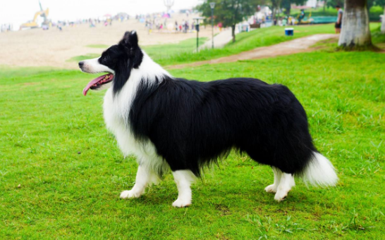牧羊犬咋样啊？你的做法对不对(图1)