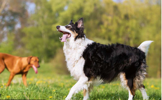 牧羊犬咋样啊？你的做法对不对(图3)
