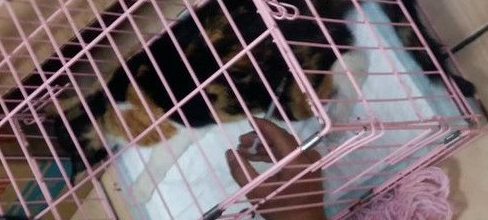 被虐流浪猫意外闯入诱捕笼巧被救援(图1)