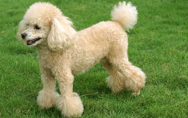 贵宾犬呕吐的现象不吃东西时该怎么办啊？先找到准确的原因(图1)