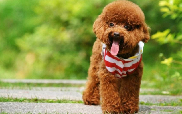 贵宾犬呕吐的现象不吃东西时该怎么办啊？先找到准确的原因(图2)