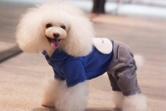 贵宾犬呕吐的现象不吃东西时该怎么办啊？先找到准确的原因(图3)