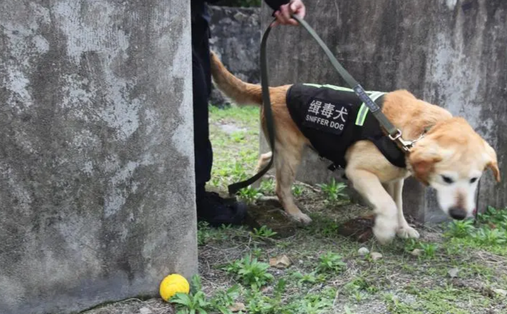 缉毒犬有这几个品种 你很清楚吗？(图2)