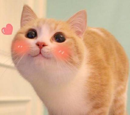 还在怀疑猫主子是否真的爱你么？科学家帮大家验证啦！(图2)