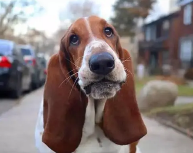 hushrabbits是什么好品种的狗 不打听一下的来看下~(图1)