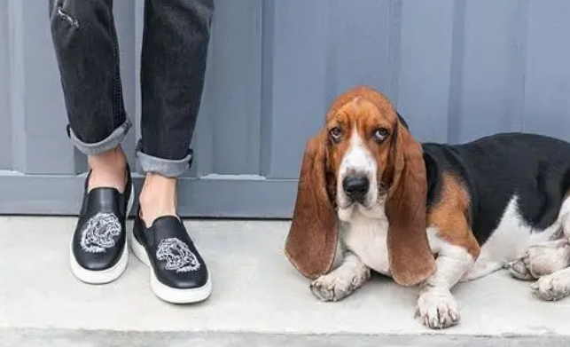 hushrabbits是什么好品种的狗 不打听一下的来看下~(图2)