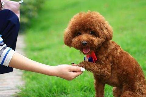 贵宾犬淌眼泪怎么回事？不可以排除有这些原因(图2)