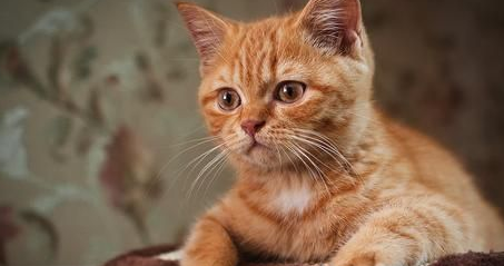 宠物猫获2万元遗产直接导致家庭纠纷被藏身地(图1)