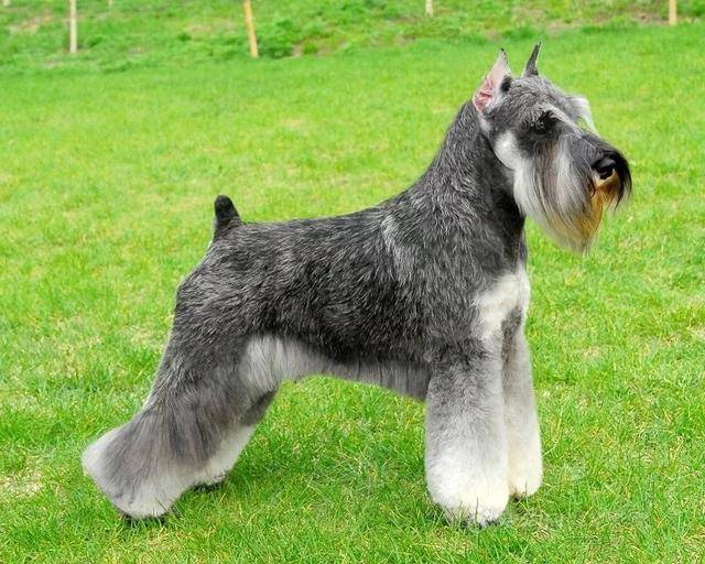 不掉毛的大型犬 其实是种相对的说法(图2)