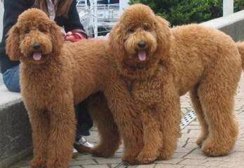 不掉毛的大型犬 其实是种相对的说法(图1)