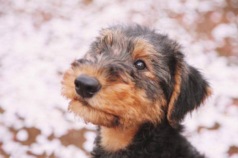 不掉毛的大型犬 其实是种相对的说法(图3)