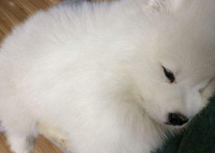 犬瘟症状前兆 出现这些个情况要注意了(图1)