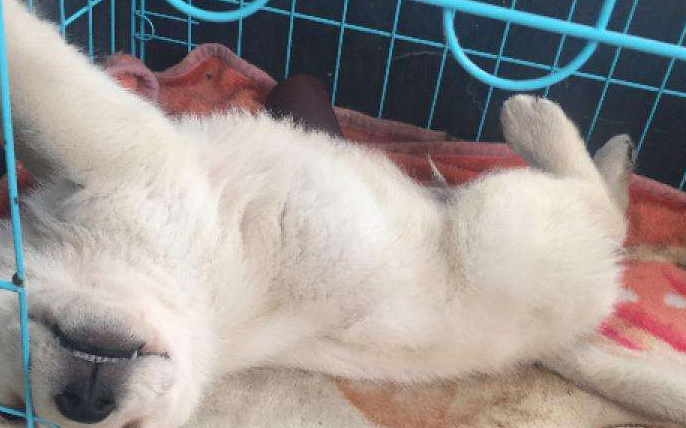 犬瘟症状前兆 出现这些个情况要注意了(图3)