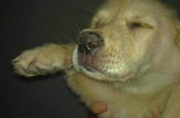 犬瘟症状前兆 出现这些个情况要注意了(图2)