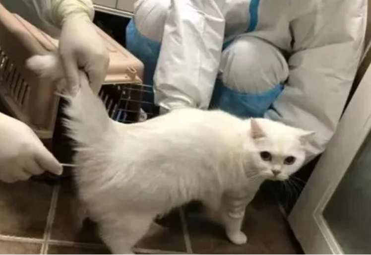 猫主人被隔离后 工作人员成了“铲屎官” 网友：温暖有爱的城市(图1)